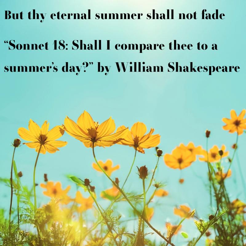 Shall I compare thee Yellow poppies under a blue sky with poem in black