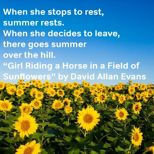 Sunflowers Field of yellow sunflowers with poem in white