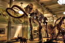 Columbian mammoth skeleton at the American Museum of Natural History
