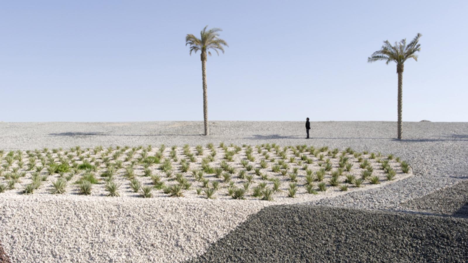 Man standing in desert next to palm tree. 