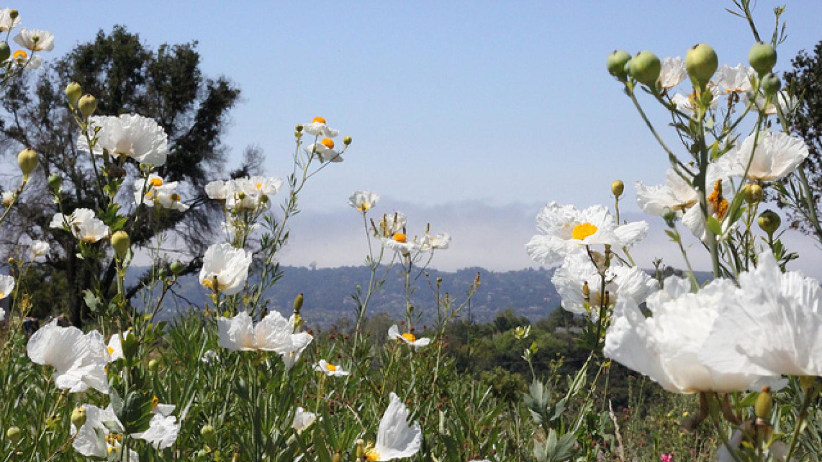 Close-up of white flowers in front of mountain backdrop
