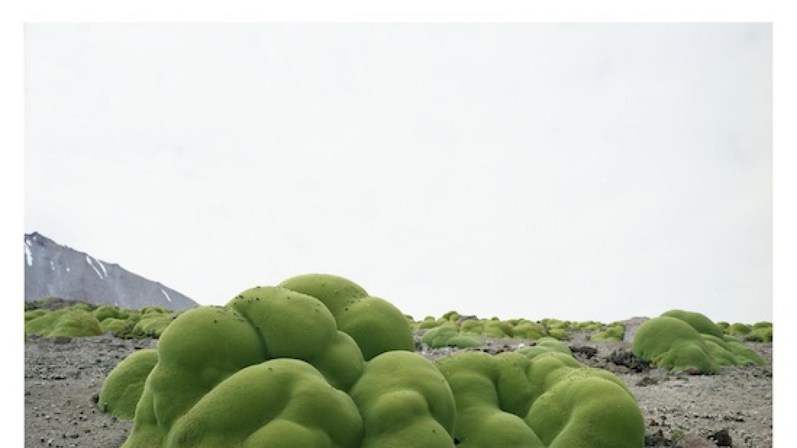 Rachel Sussman's photograph of a group of blob-like green bushes of the llareta plant in Chile's Atacama Desert