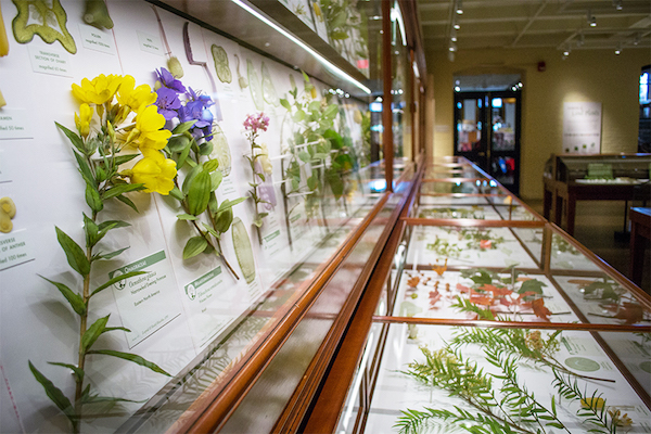 Brightly lit flat museum display cases displaying glass models of flowers