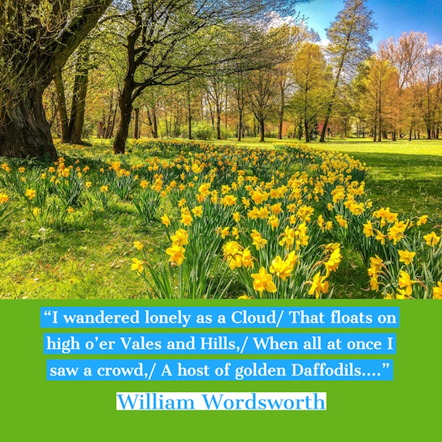 lines from William Wordsworth with photo of daffodils