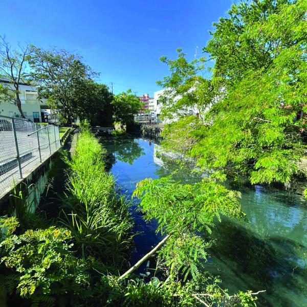 In between buildings and chain link fences runs a creek surrounded by wild greenery.