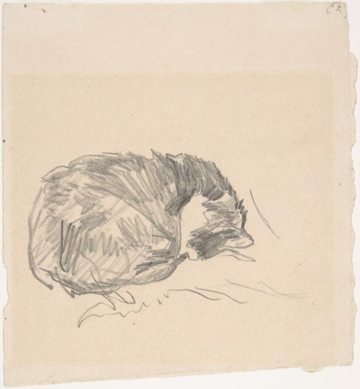 Pencil drawing of curled up cat