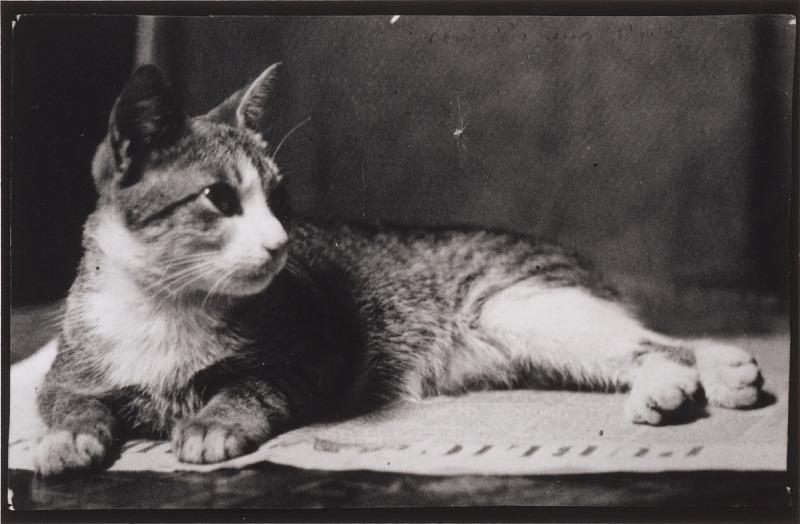 Black and white photograph of cat