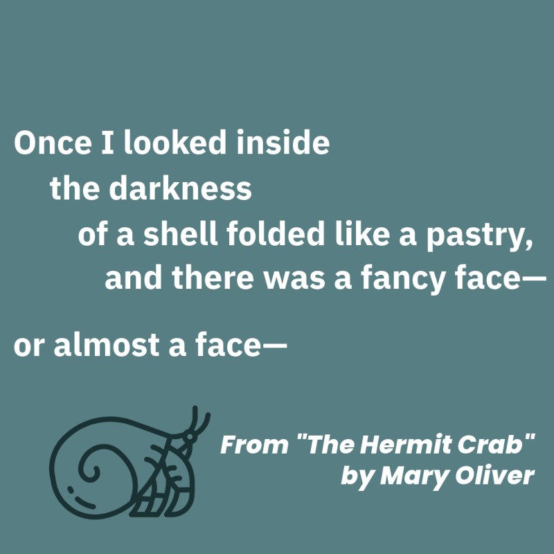 "Once I looked inside/ the darkness/ of a shell folded like a pastry,/ and there was a fancy face—// or almost a face—" From "The Hermit Crab" by Mary Oliver